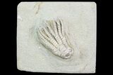Sarocrinus Crinoid Fossil - Crawfordsville, Indiana #87973-1